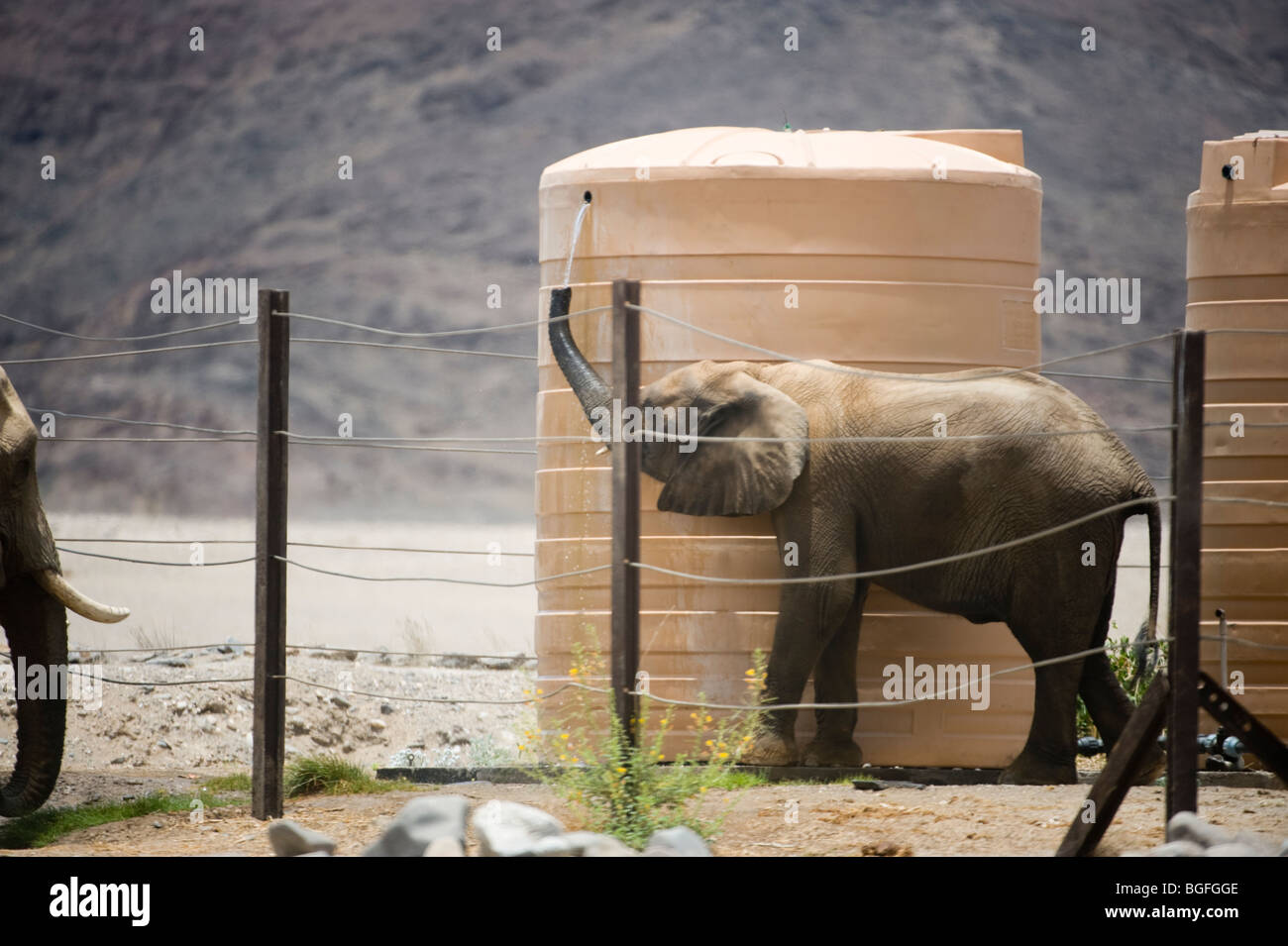 Deserto atto elefanti 'ruba' acqua dal presidente del foro per foro di serbatoi di stoccaggio, Hoanib, Namibia. Foto Stock