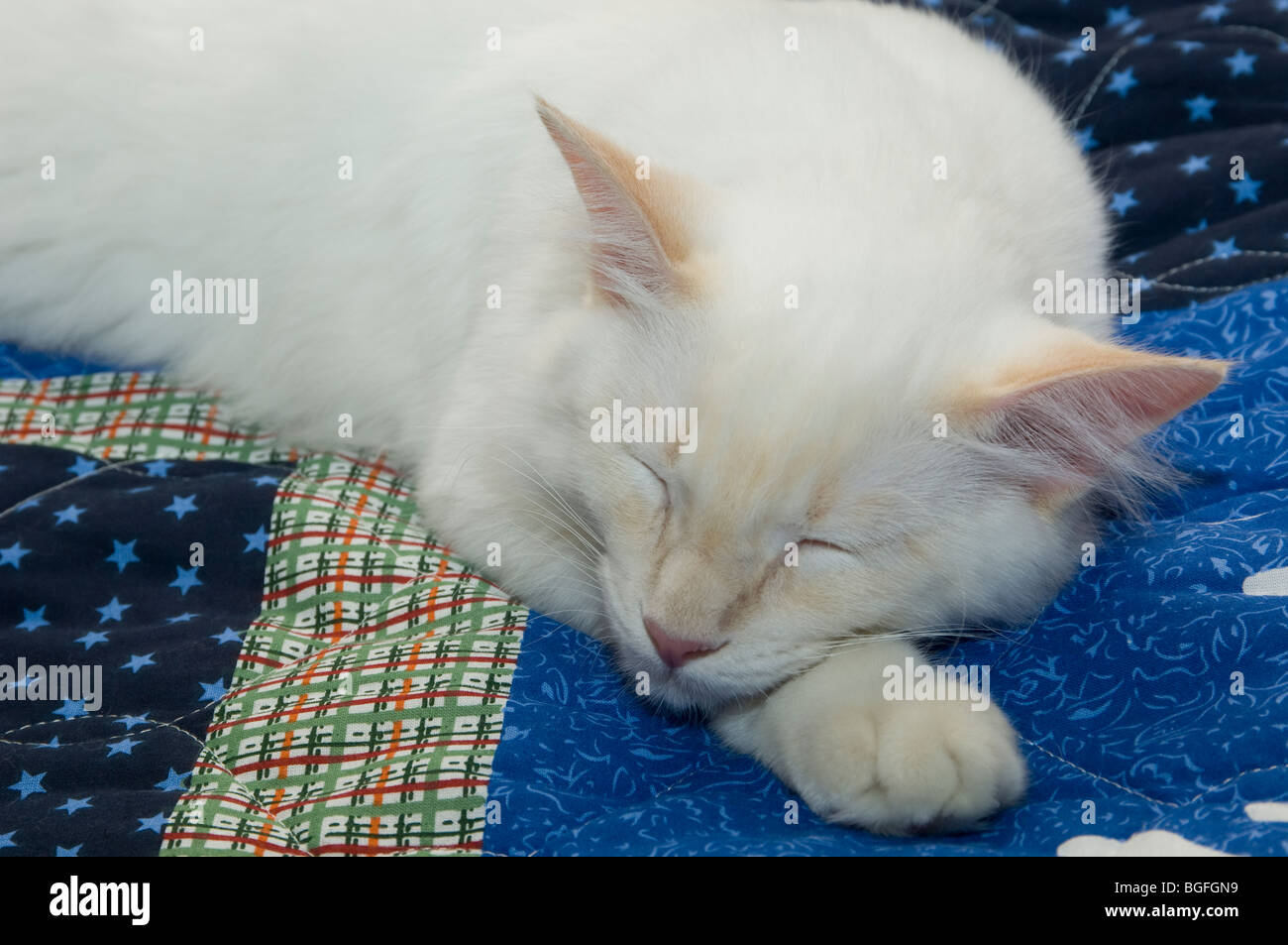 Gatto Bianco che dorme sul panno blu Foto Stock