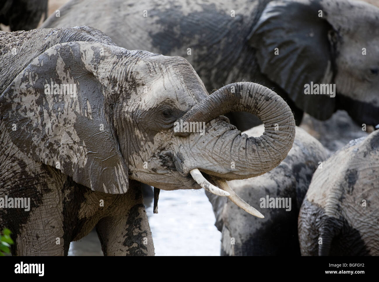 Deserto atto elefanti spolvero e balneazione intorno a un waterhole, Hobatere, Damaraland, Namibia Foto Stock