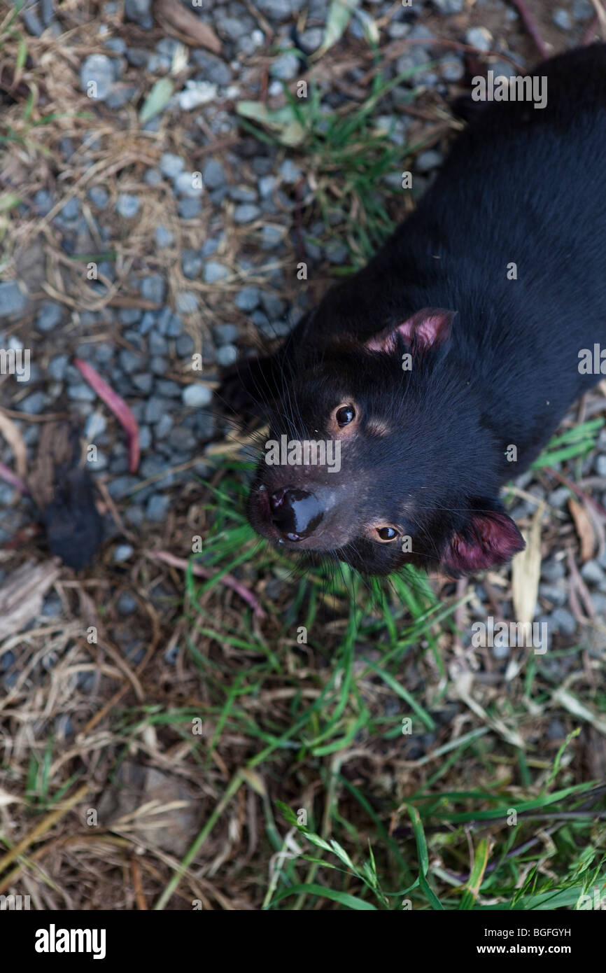 Tango, diavoli della Tasmania alla struttura di contenimento in corrispondenza di Taroona, Hobart, Tasmania Foto Stock
