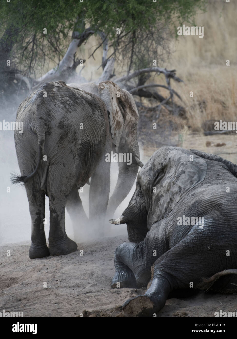 Deserto atto elefanti spolvero e balneazione intorno a un waterhole, Hobatere, Damaraland, Namibia Foto Stock