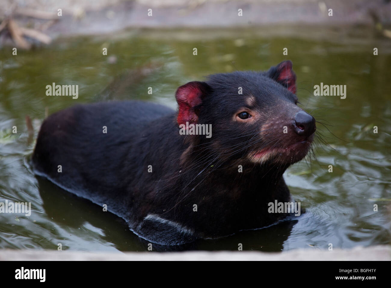 Tango, diavoli della Tasmania alla struttura di contenimento in corrispondenza di Taroona, Hobart, Tasmania Foto Stock