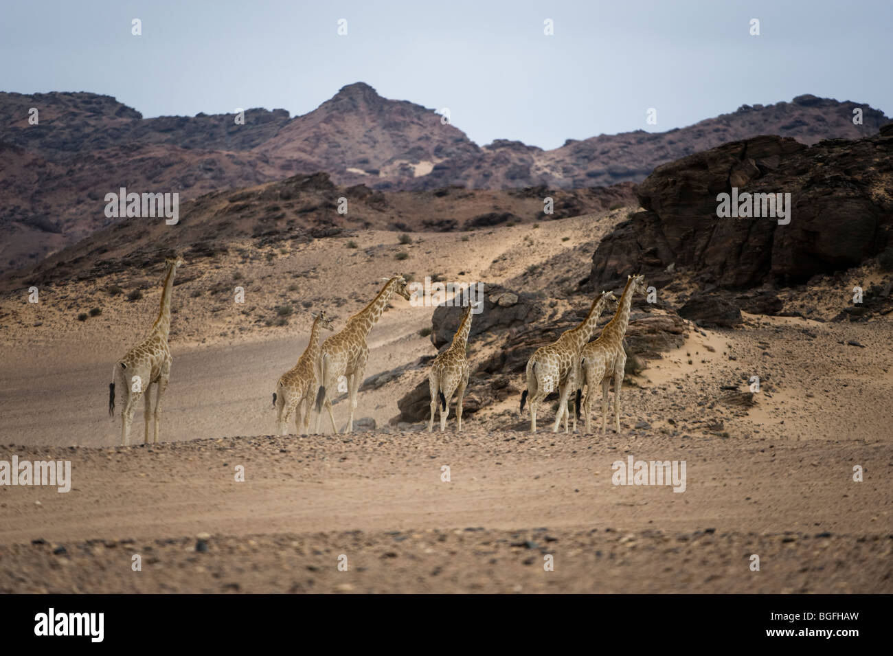 Deserto atto giraffe, Hoanib, Namibia. Foto Stock