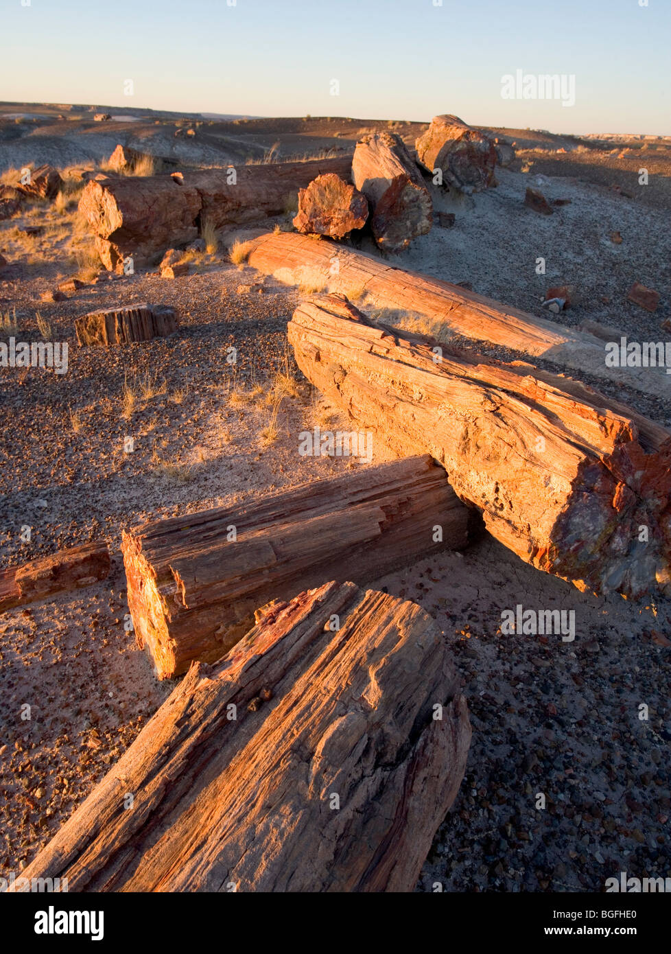 Tutto rotto e registri pietrificato al Parco Nazionale della Foresta Pietrificata in Arizona, Stati Uniti. Foto Stock