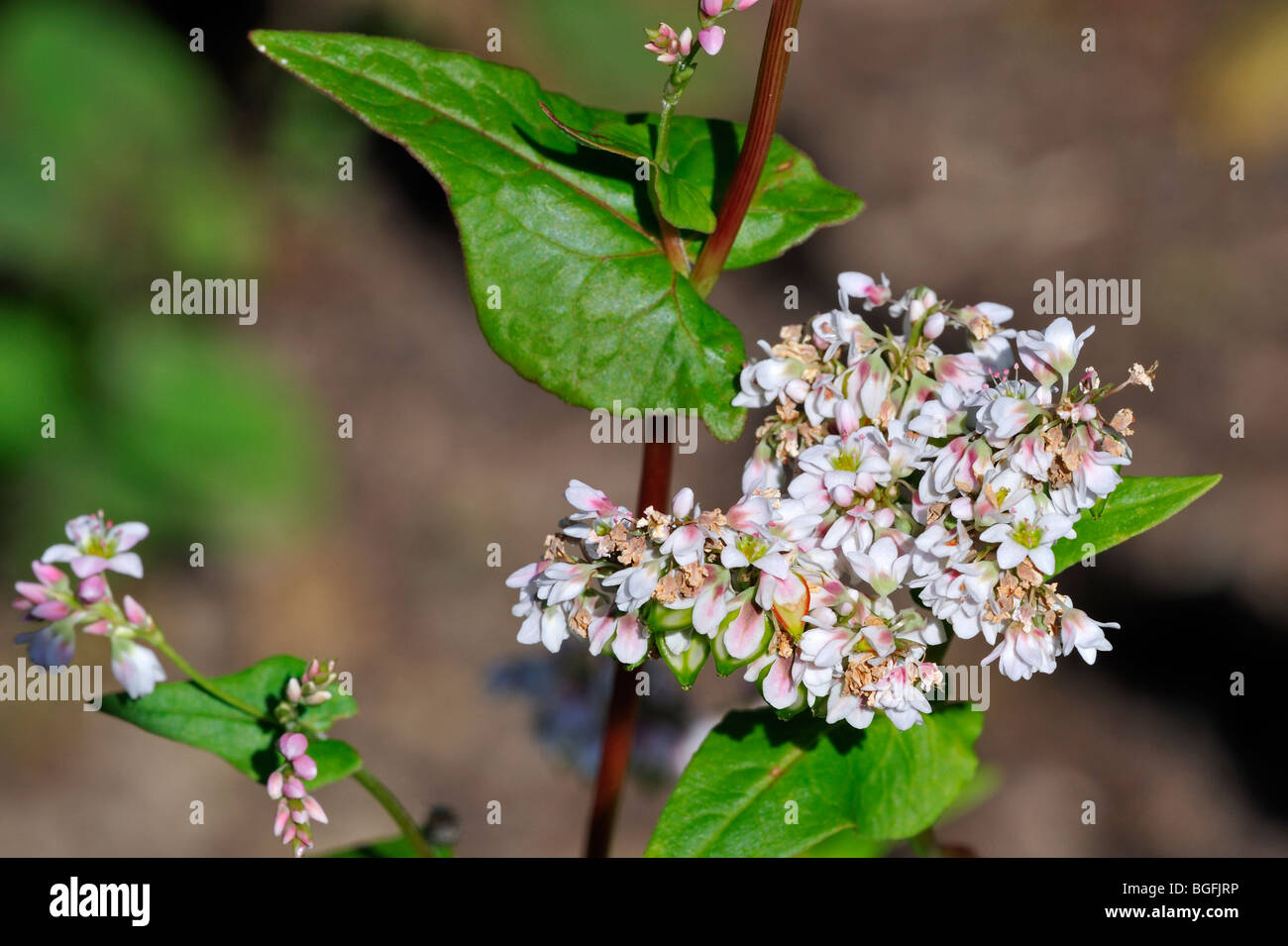 Il grano saraceno (Fagopyrum esculentum) in fiore, nativa per la Cina Foto Stock