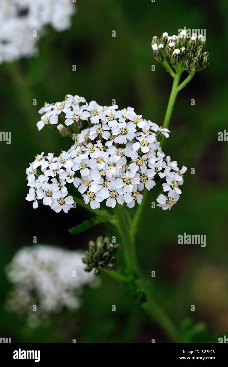Yarrow comune / cruenti / Achillea / mille-guarnizione (Achillea millefolium) in fiore, Belgio Foto Stock