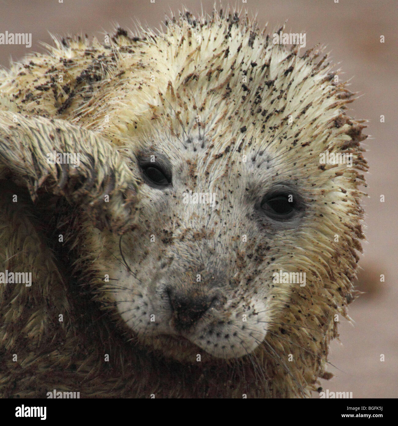 Atlantico guarnizione grigia Halichoerus grypus Foto Stock