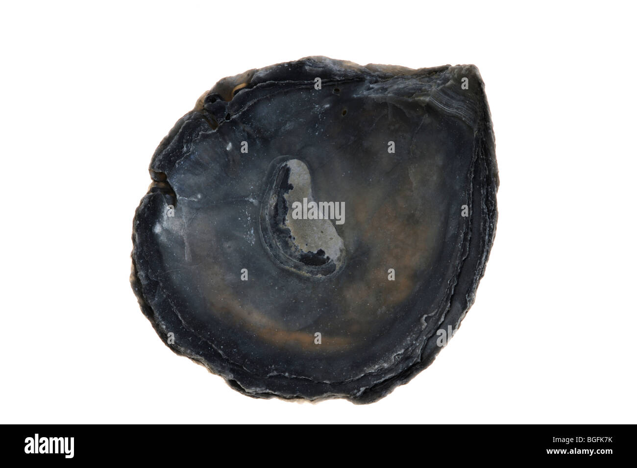 Oyster fossili (Ostrea edulis) shell, Bretagna Francia Foto Stock