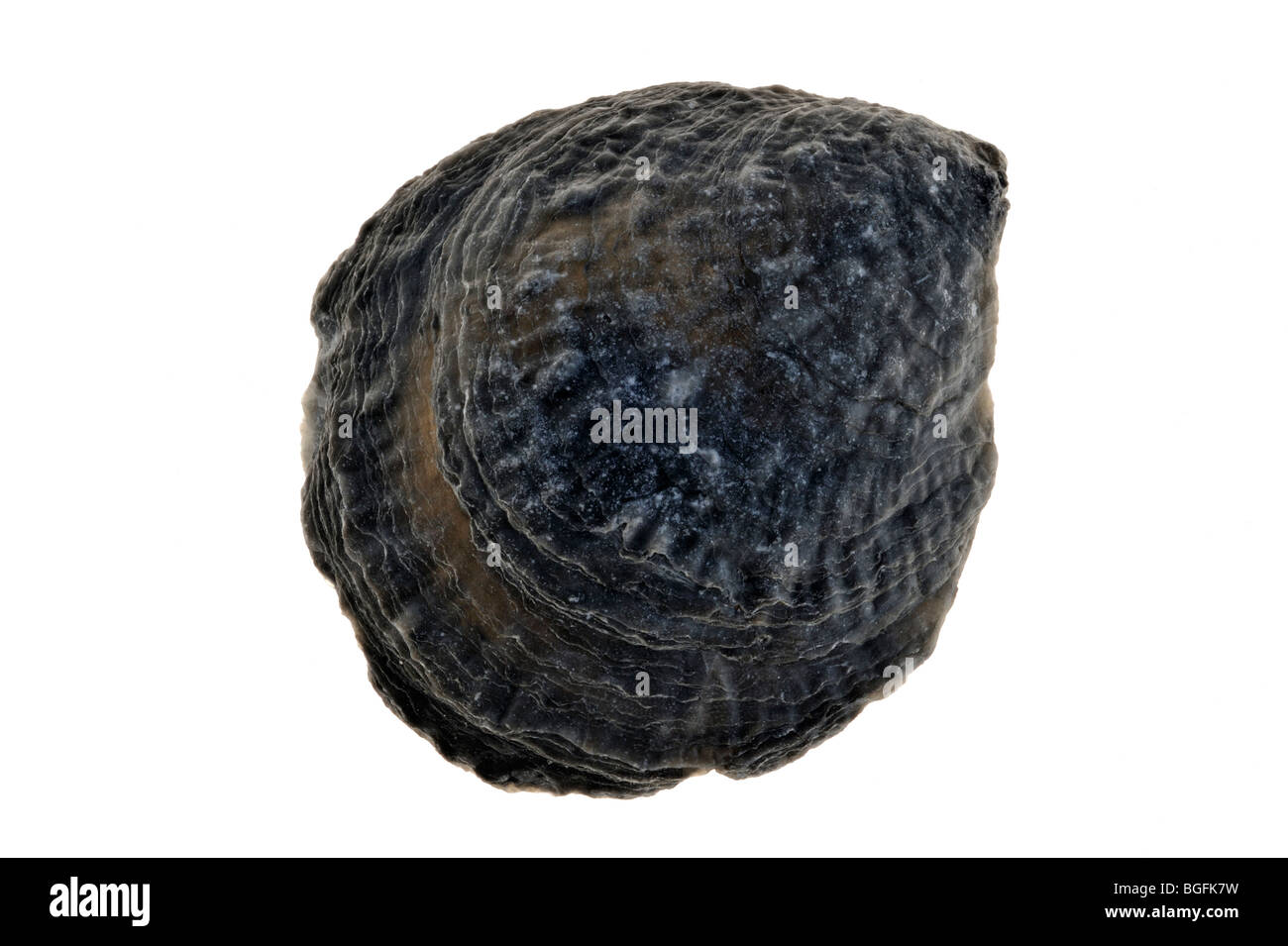Oyster fossili (Ostrea edulis) shell, Bretagna Francia Foto Stock