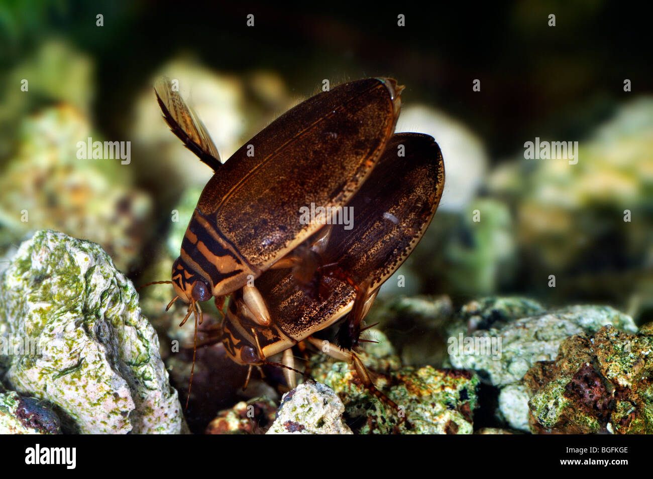 Due minori coleotteri immersioni / diving scanalato beetle (Acilius sulcatus) coniugata sott'acqua in stagno Foto Stock