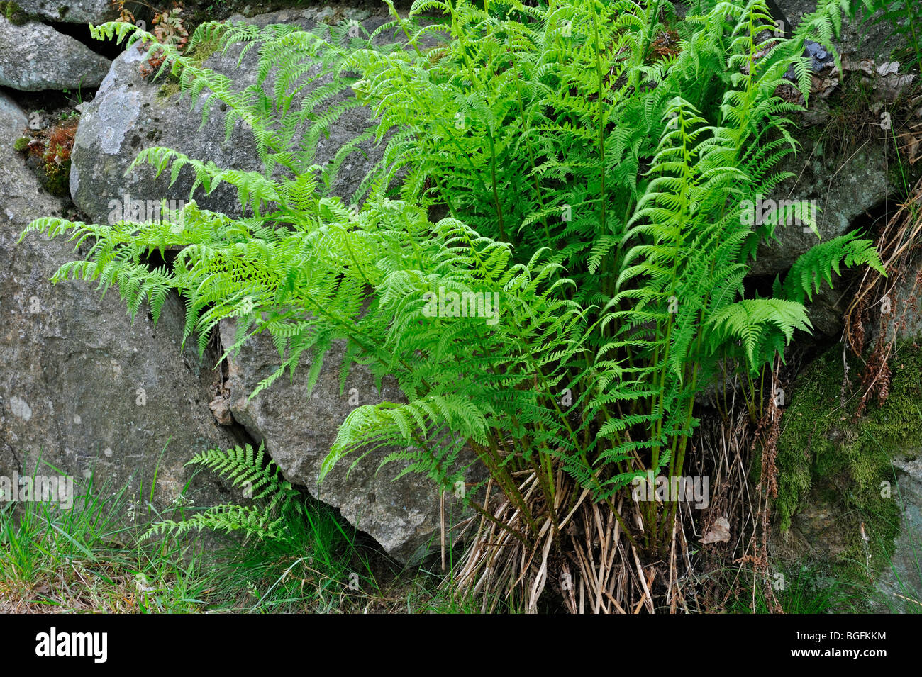 Signora comune-fern / lady fern (Athyrium filix-femina) crescente tra rocce Foto Stock