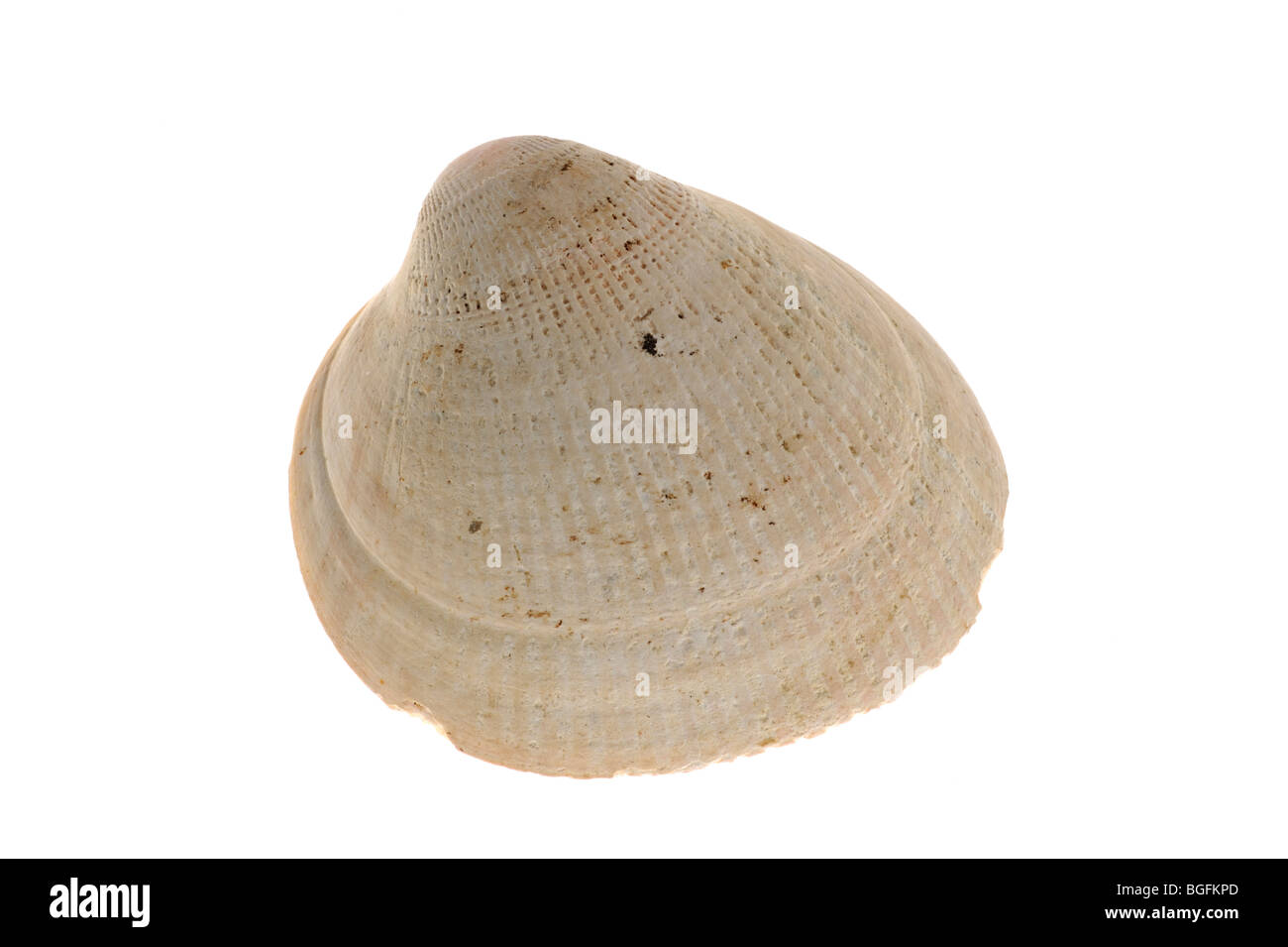 Superficie liscia / Norvegia increspature (Laevicardium crassum) shell, Bretagna Francia Foto Stock