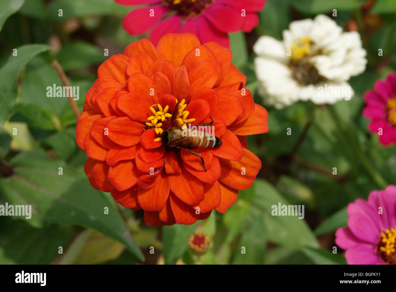 Il miele delle api in un simpatico fiore godendo la sua bevanda. Foto Stock