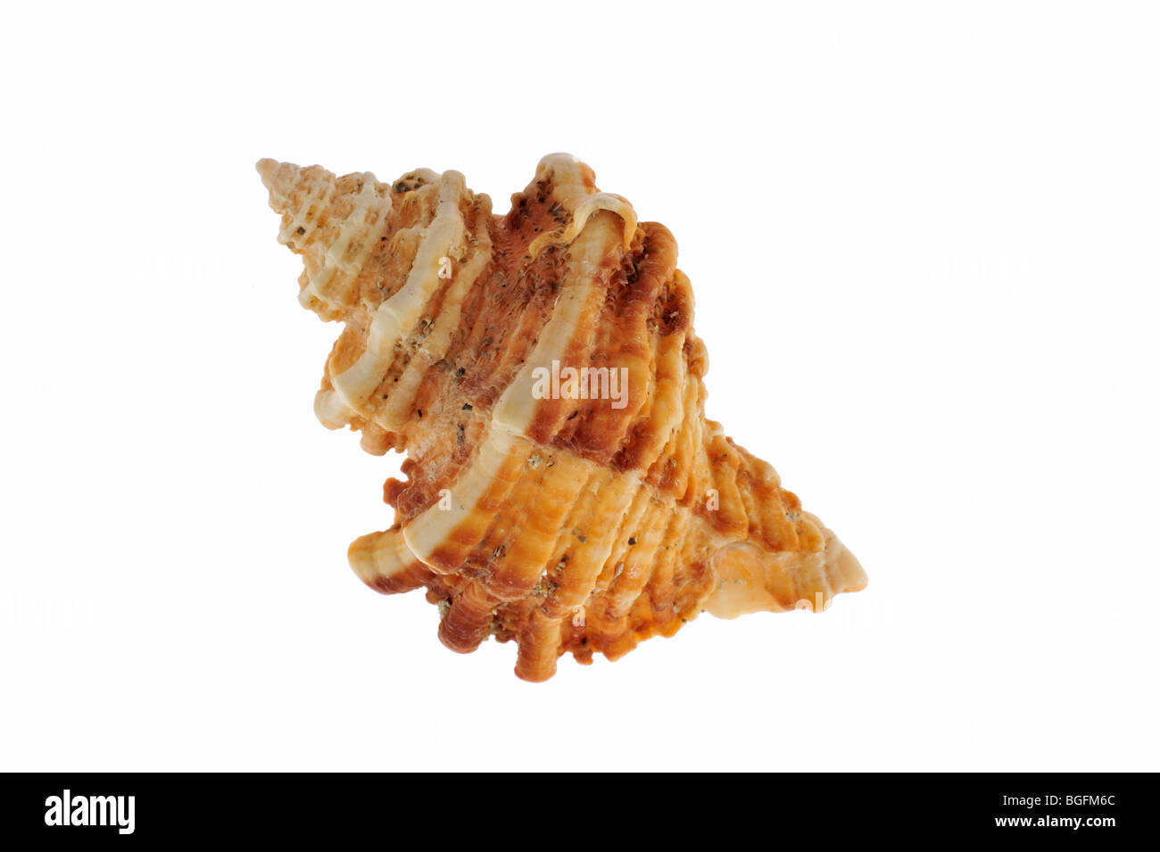 Sting winkle / Oyster trapano / Murex Hedgehog (Ocenebra erinacea), Brittany, Francia Foto Stock
