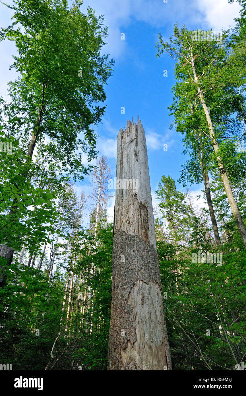 Rotture di tronchi di albero dei danni causati dalle tempeste nel bosco dopo il passaggio dell uragano, Foresta Bavarese, Germania Foto Stock