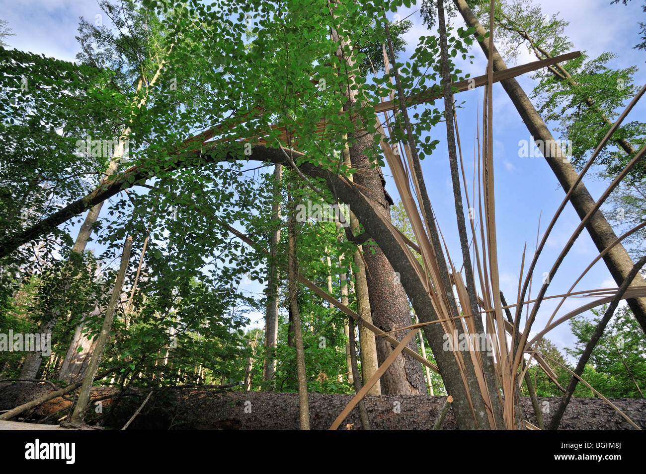 Rotture di tronchi di albero dei danni causati dalle tempeste nel bosco dopo il passaggio dell uragano, Foresta Bavarese, Germania Foto Stock