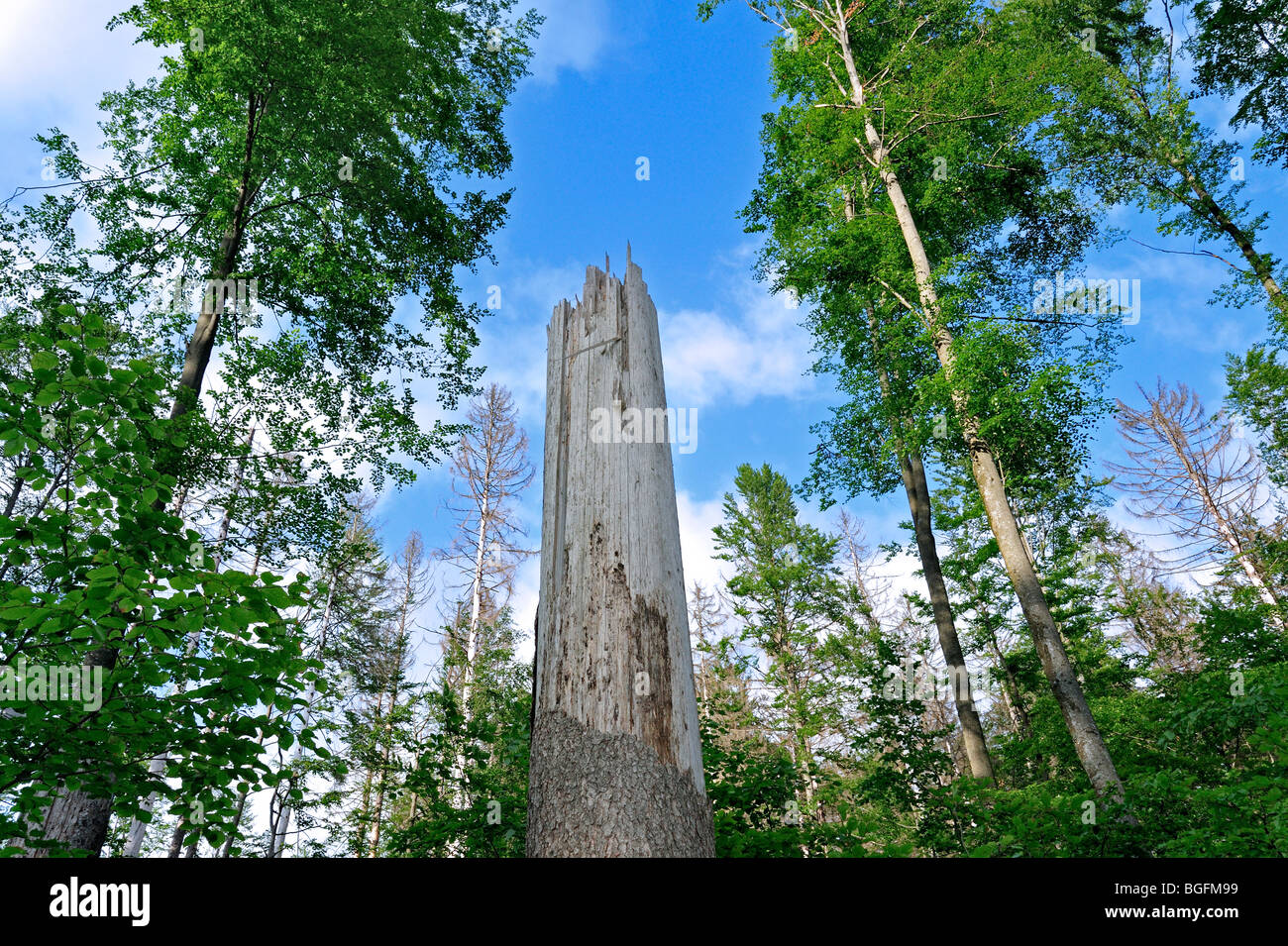 Rotture di tronchi di albero dei danni causati dalle tempeste nel bosco dopo il passaggio dell uragano, Foresta Bavarese, Germania Foto Stock