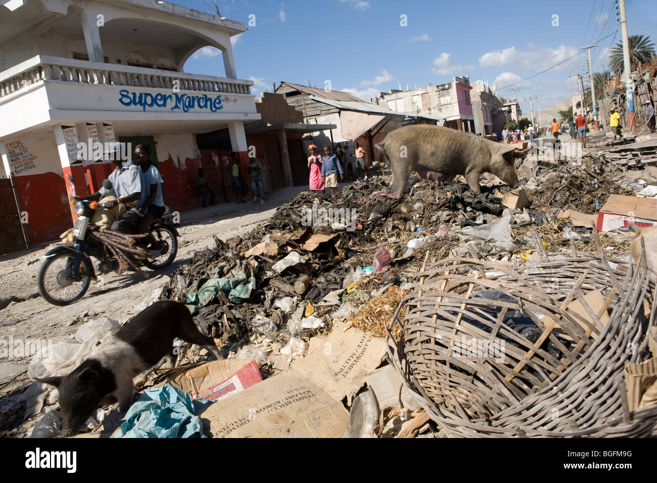 Scena di strada di Gonaives, dipartimento di Artibonite, Haiti mostra suini mangiare cestino. Foto Stock