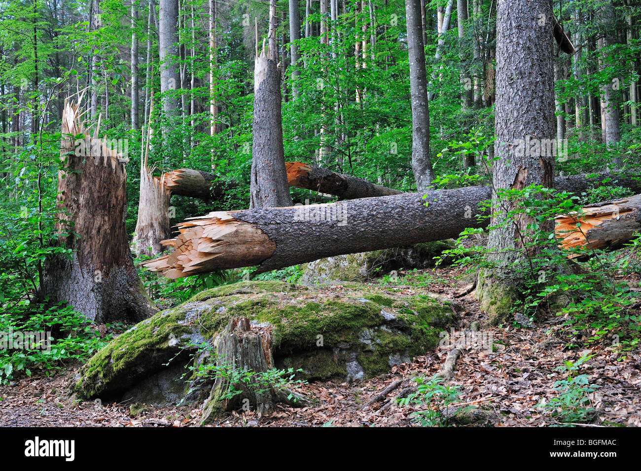 Rotture di tronchi di albero dei danni causati dalle tempeste nel bosco dopo il passaggio dell uragano, Foresta Bavarese, Germania Foto Stock