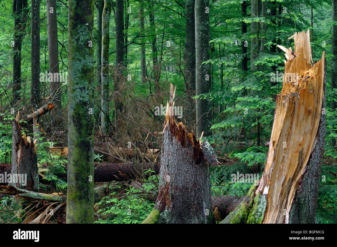 Rotture di tronchi di albero dei danni causati dalle tempeste nel bosco dopo il passaggio dell uragano, Foresta Bavarese, Germania Foto Stock