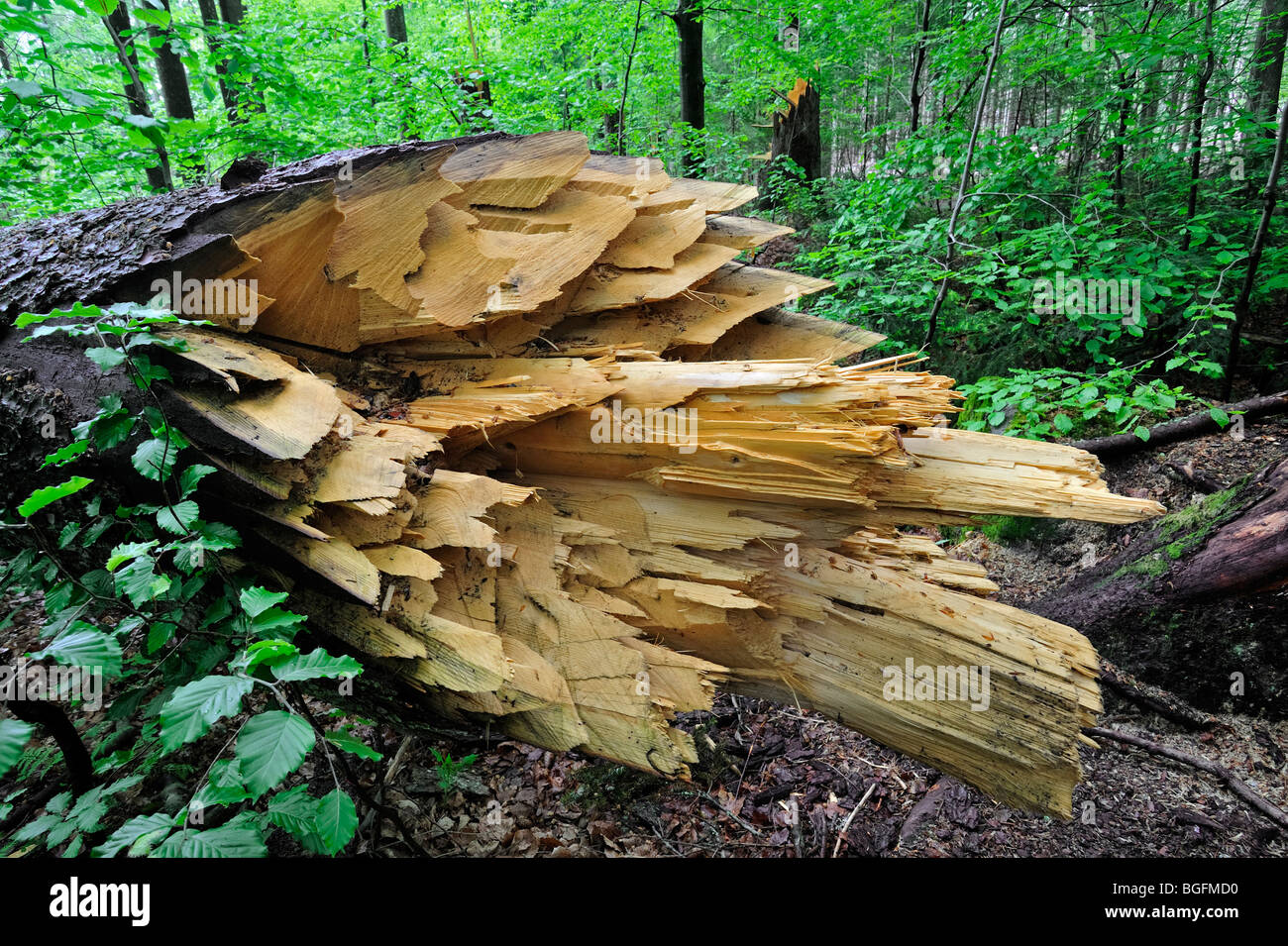 Rotture di tronchi di albero dei danni causati dalle tempeste nel bosco dopo il passaggio dell uragano, Foresta Bavarese, Germania Foto Stock