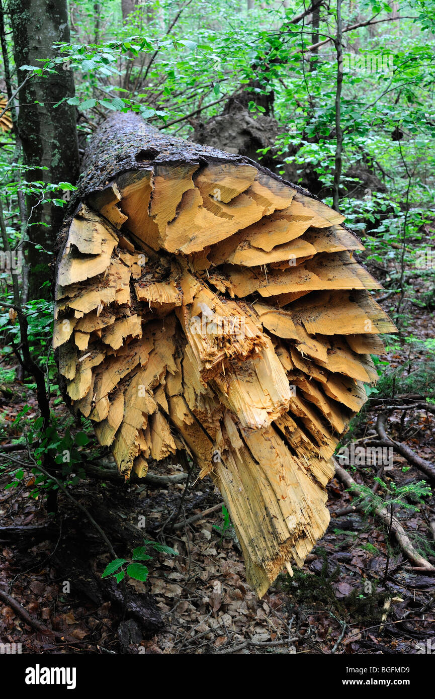 Rotture di tronchi di albero dei danni causati dalle tempeste nel bosco dopo il passaggio dell uragano, Foresta Bavarese, Germania Foto Stock