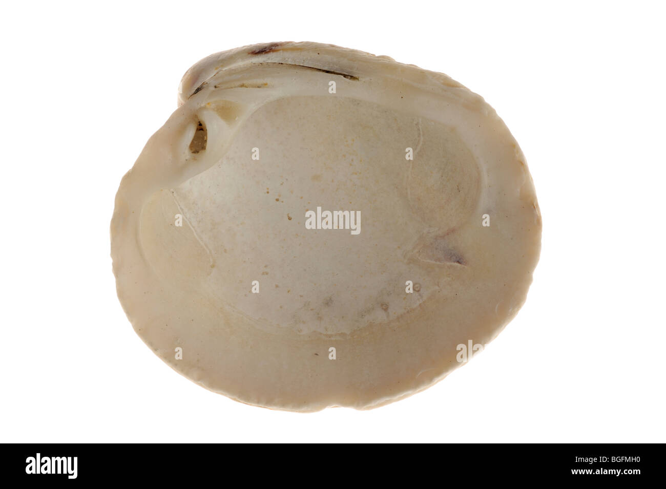 Presenta verrucosa Venere (Venus verrucosa) shell, Bretagna Francia Foto Stock