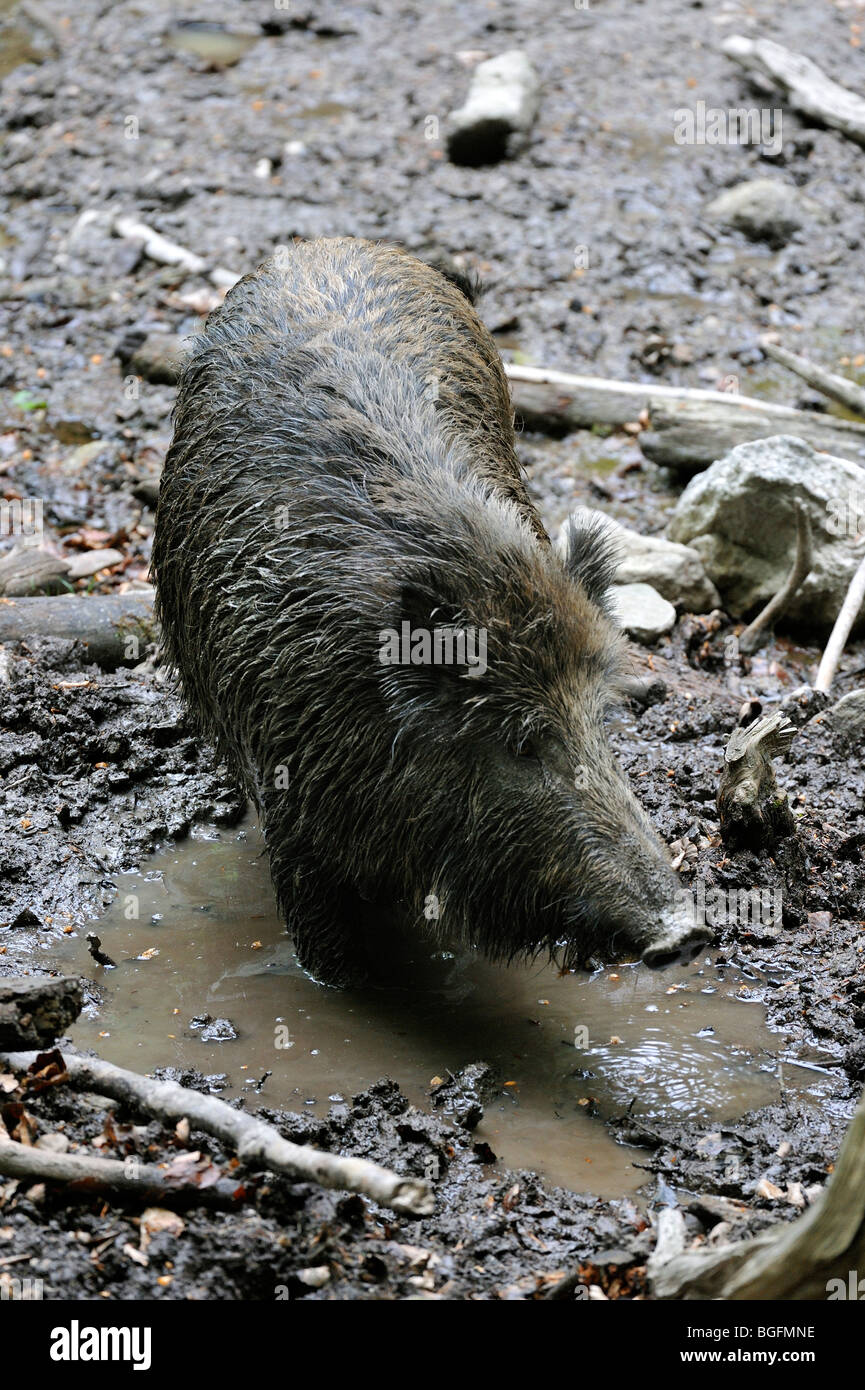 Il cinghiale (Sus scrofa) prendendo un bagno di fango nel pantano di sbarazzarsi dei parassiti in foresta Foto Stock