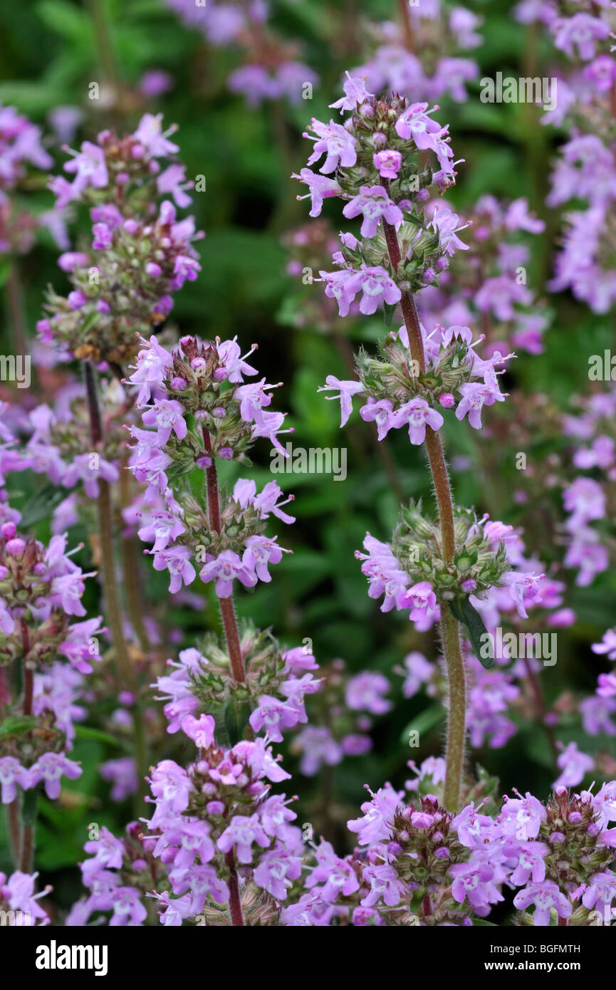 Timo selvatico fioritura (Thymus serpyllum) in estate Foto Stock