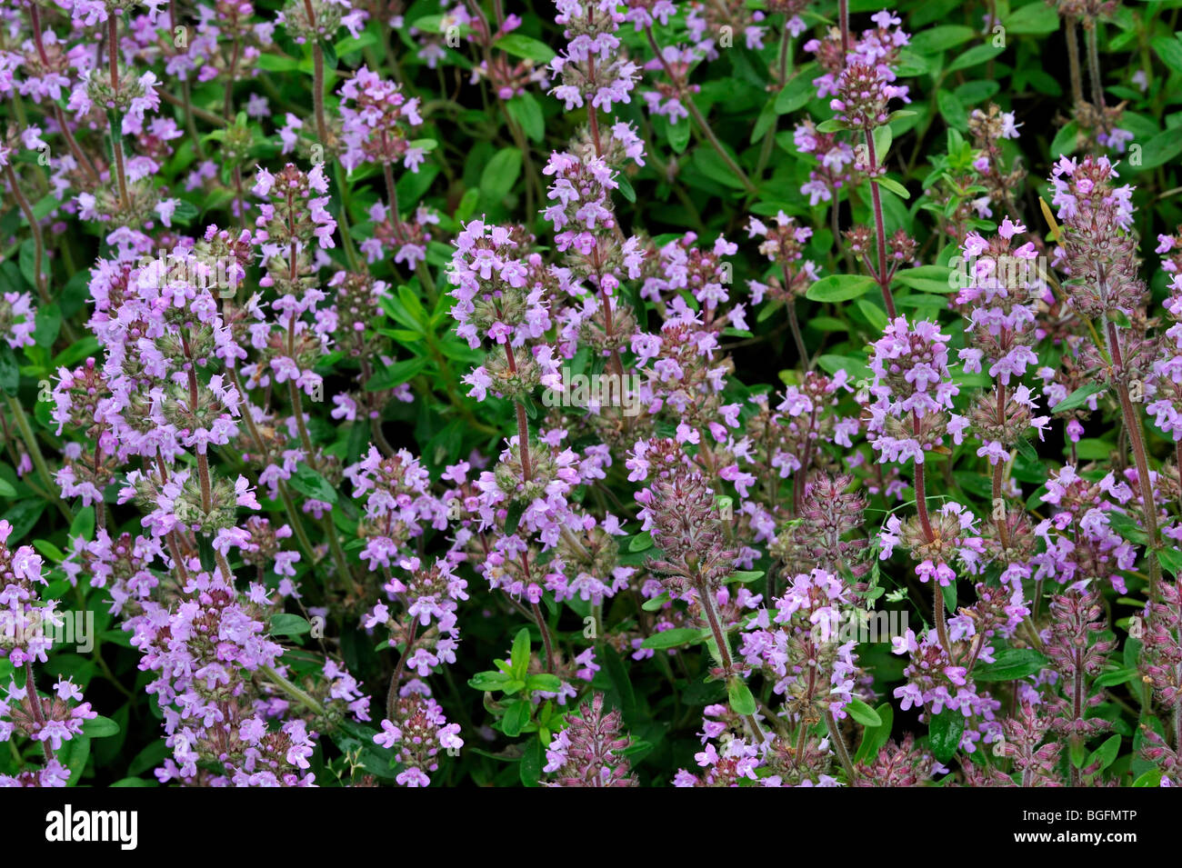 Timo selvatico fioritura (Thymus serpyllum) in primavera Foto Stock