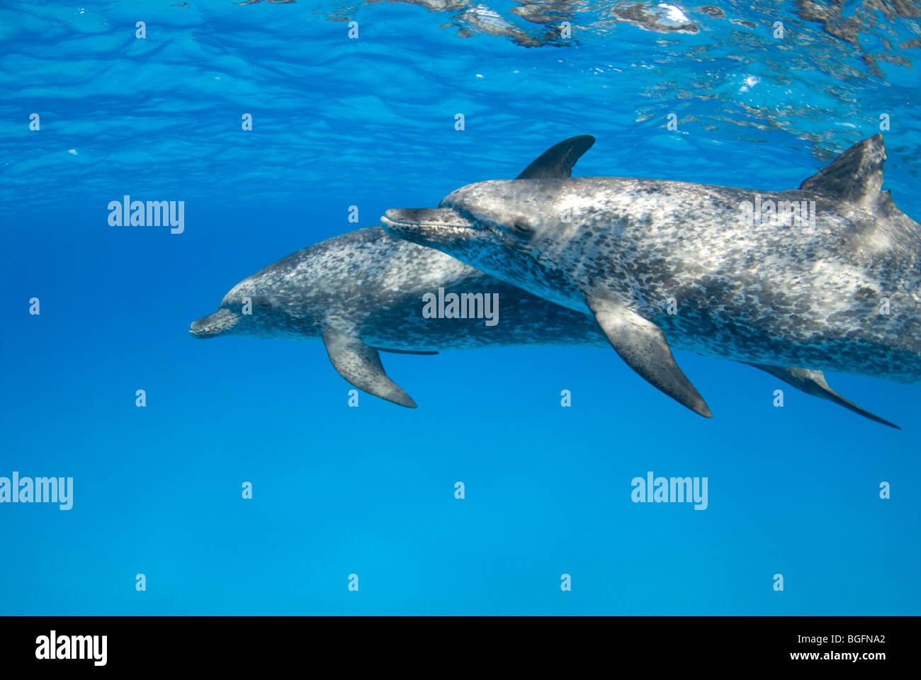 Due macchiato atlantico (Delfino Stenella frontalis) vicino alla superficie nelle acque blu delle Bahamas Foto Stock