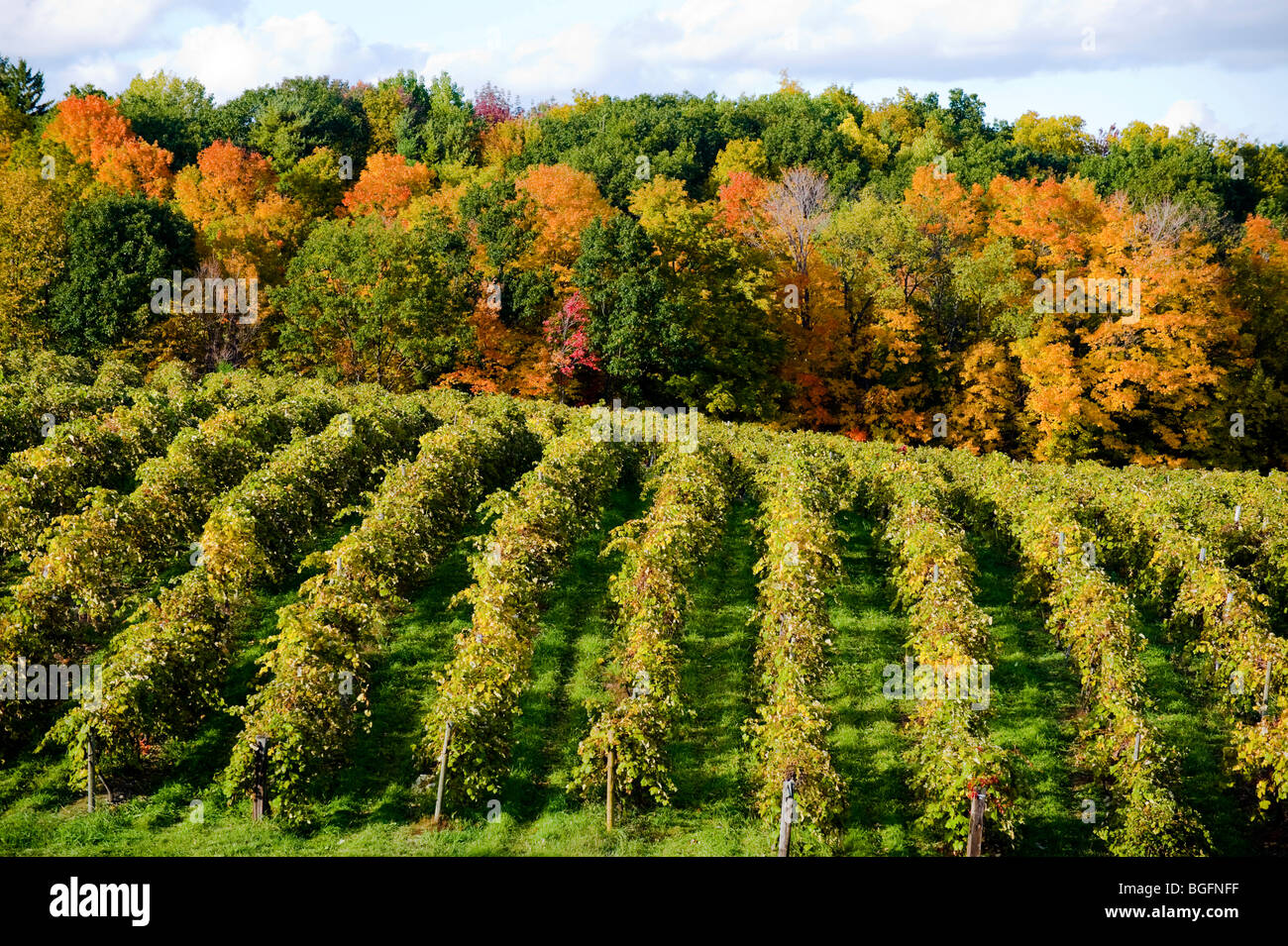 I colori dell'autunno CANTINA VIGNETI Regione dei Laghi Finger New York Foto Stock