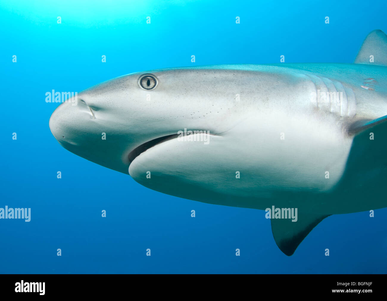 In prossimità del ritratto di una barriera corallina caraibica Shark (Carcharhinius perezi) nuoto a Grand Bahama Bank. Foto Stock