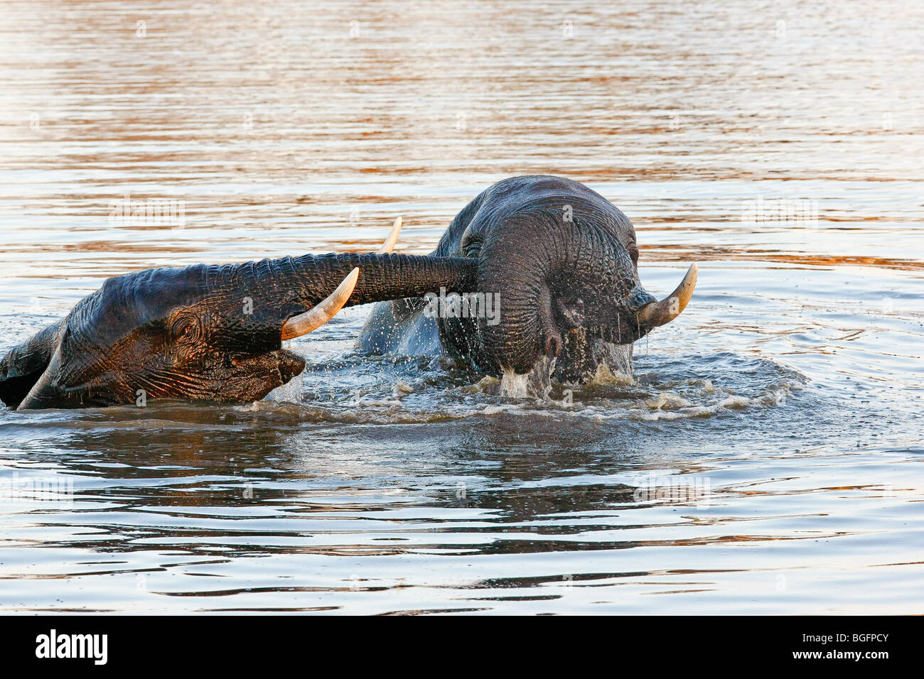 Due elefanti giocando in acqua. Uno tirando gli altri trunk Foto Stock