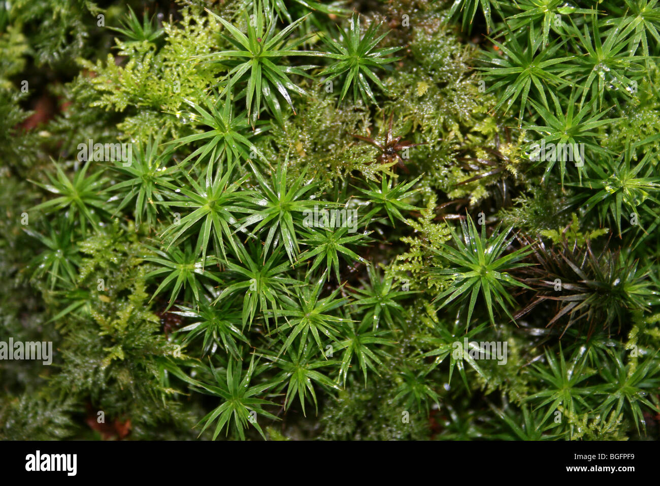 Stella verde muschio Polytrichum specie effettuate in camere agriturismo legno, Lincolnshire, Regno Unito Foto Stock
