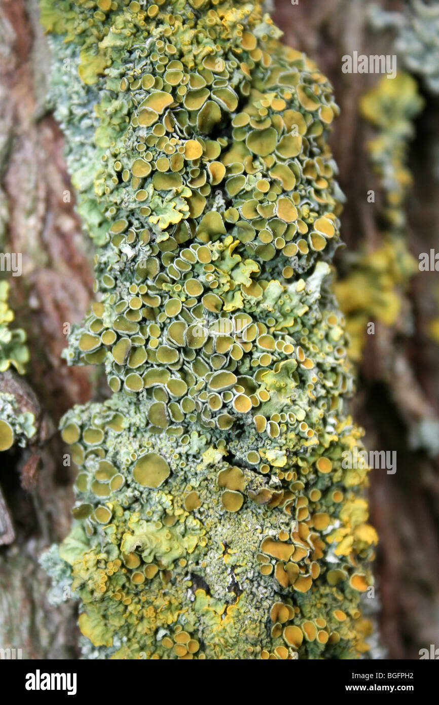 Il giallo un lichene Xanthoria parietina mostra Apothecia prese a lontano Ings Riserva Naturale, Lincolnshire, Regno Unito Foto Stock