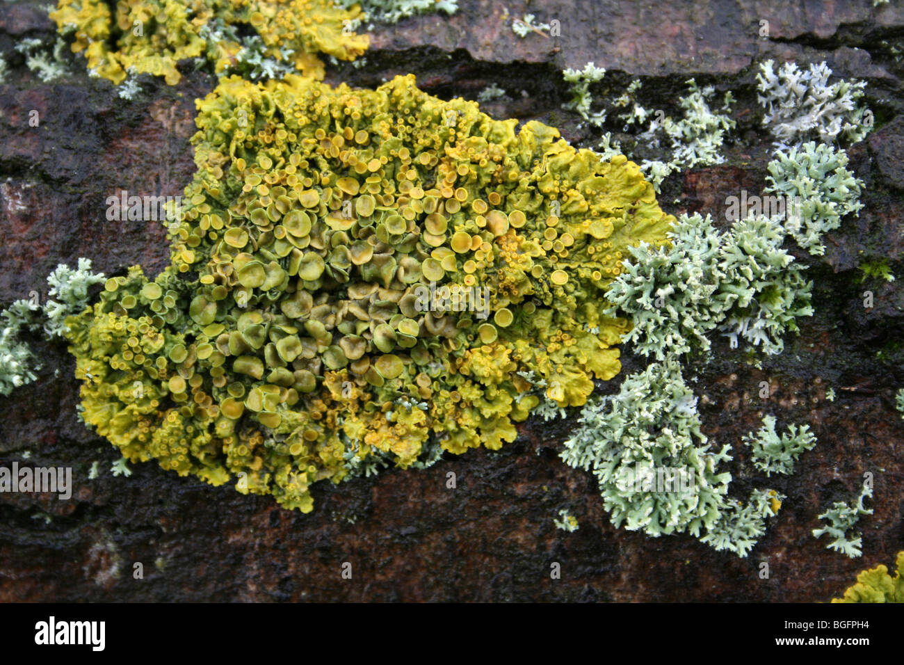 Il giallo un lichene Xanthoria parietina prese a lontano Ings Riserva Naturale, Lincolnshire, Regno Unito Foto Stock