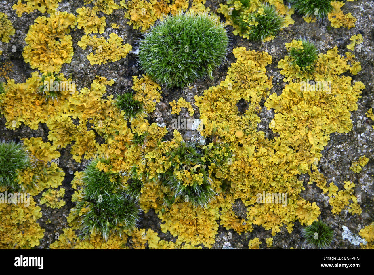 Il giallo un lichene Xanthoria parietina presi in acque' bordo Country Park, Lincolnshire, Regno Unito Foto Stock
