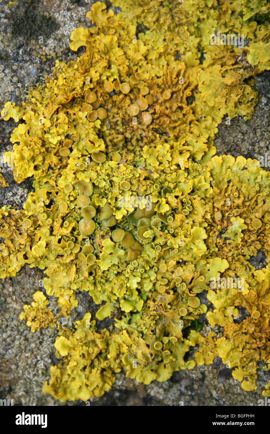 Il giallo un lichene Xanthoria parietina presi in acque' bordo Country Park, Lincolnshire, Regno Unito Foto Stock