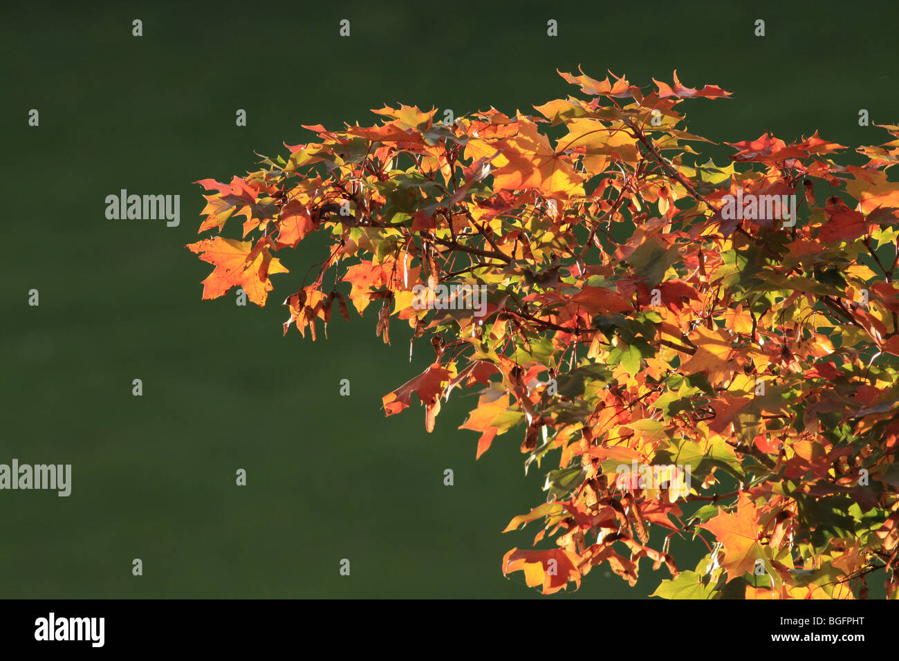 Luce di autunno su foglie in Oregon Foto Stock