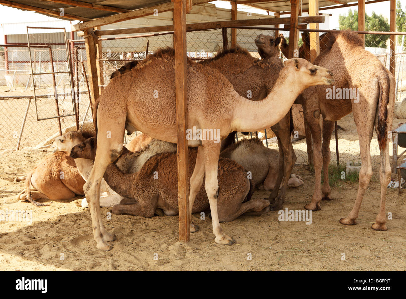 I cammelli si raccolgono in una parte ombreggiata del loro involucro in corrispondenza del mercato del bestiame a Doha, in Qatar Foto Stock