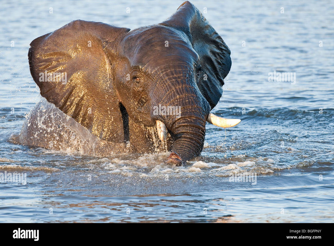 Elephant giocando in acqua Foto Stock