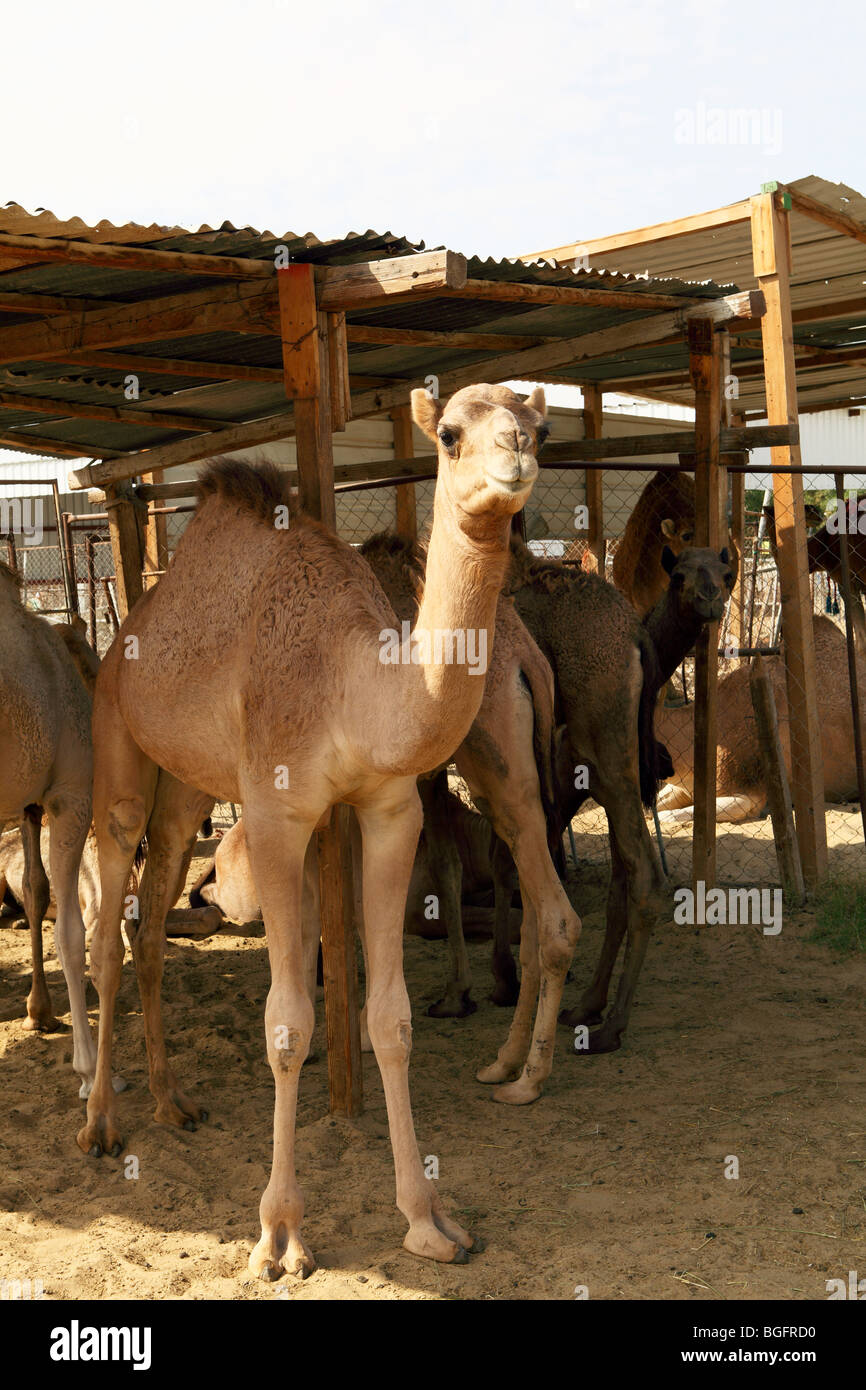 Cammelli sostare sotto un riparo di fortuna presso il mercato del bestiame a Doha, in Qatar Foto Stock