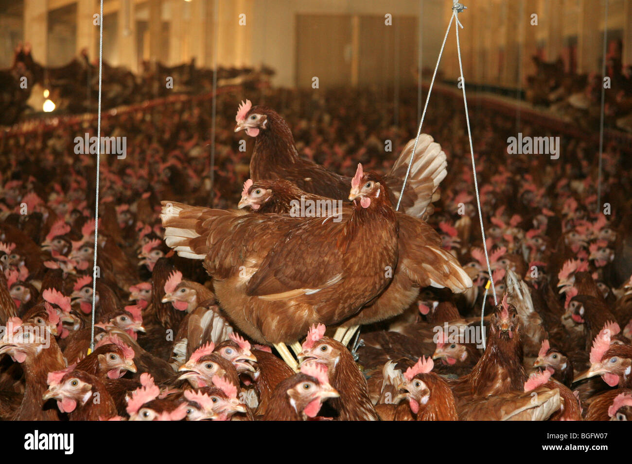 Fienile mantenuta galline per la produzione di uova Foto Stock