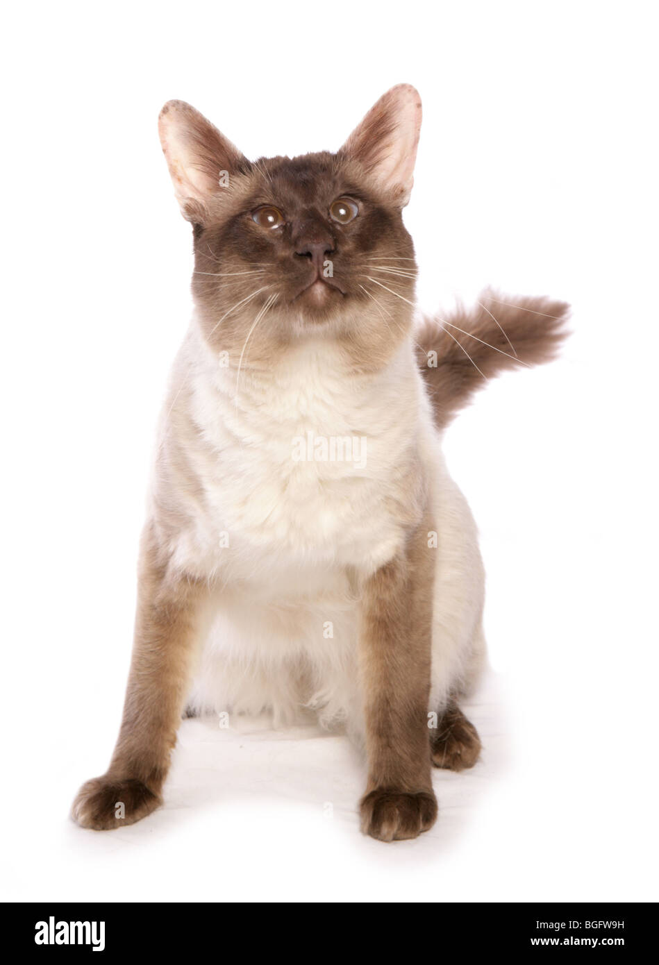 Balinese gatto singolo adulto maschio di Studio Foto Stock