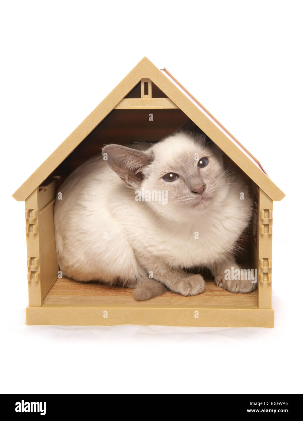 Siamese gattino in casa singola giocattolo giovani femmine Studio Foto Stock