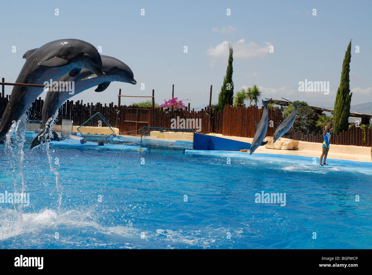 I delfini jumping, Spettacolo di Delfini, Mundomar, Benidorm, Alicante provincia, Comunidad Valenciana, Spagna Foto Stock