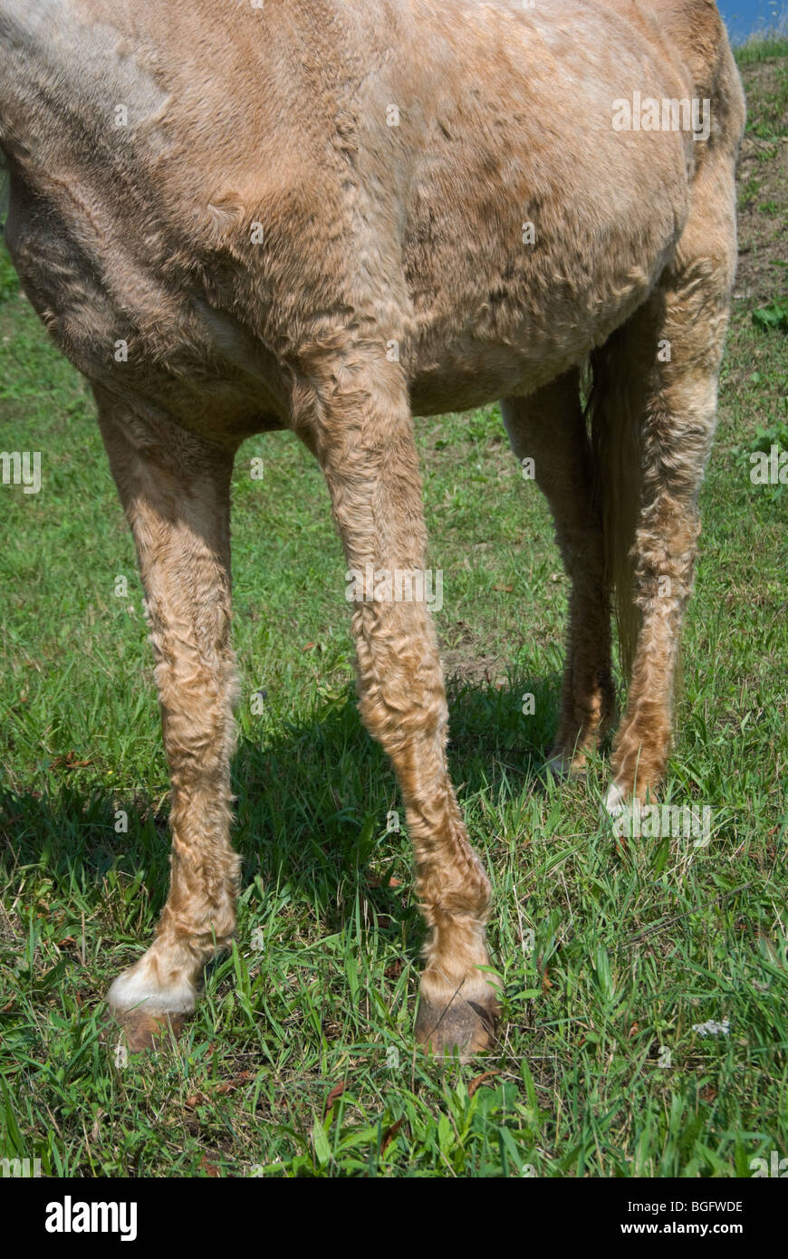 Palomino cavallo con malattia di Cushing e la malnutrizione, gravemente ammalato animale. Foto Stock