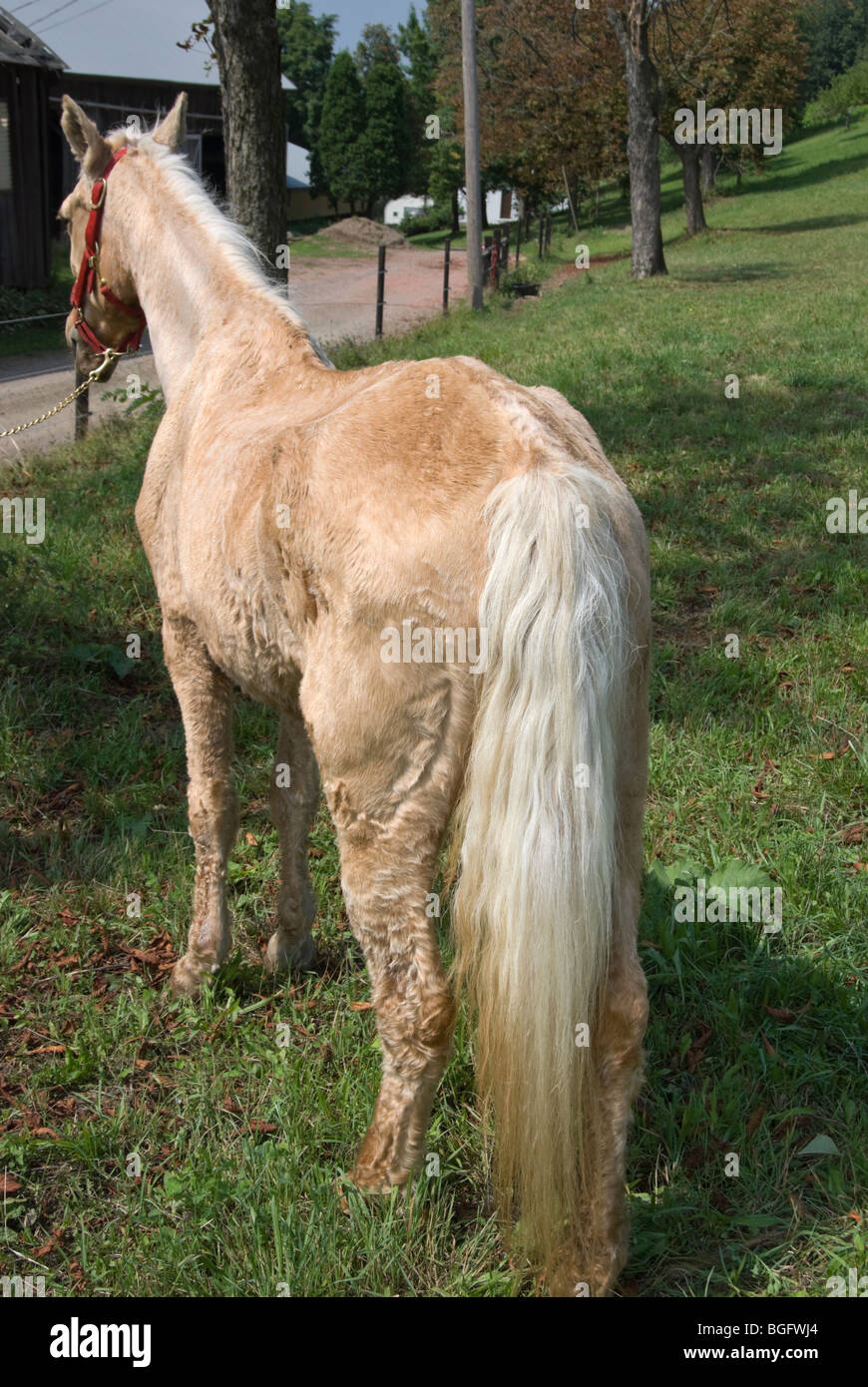 Palomino cavallo con malattia di Cushing e la malnutrizione, gravemente ammalato animale. Foto Stock