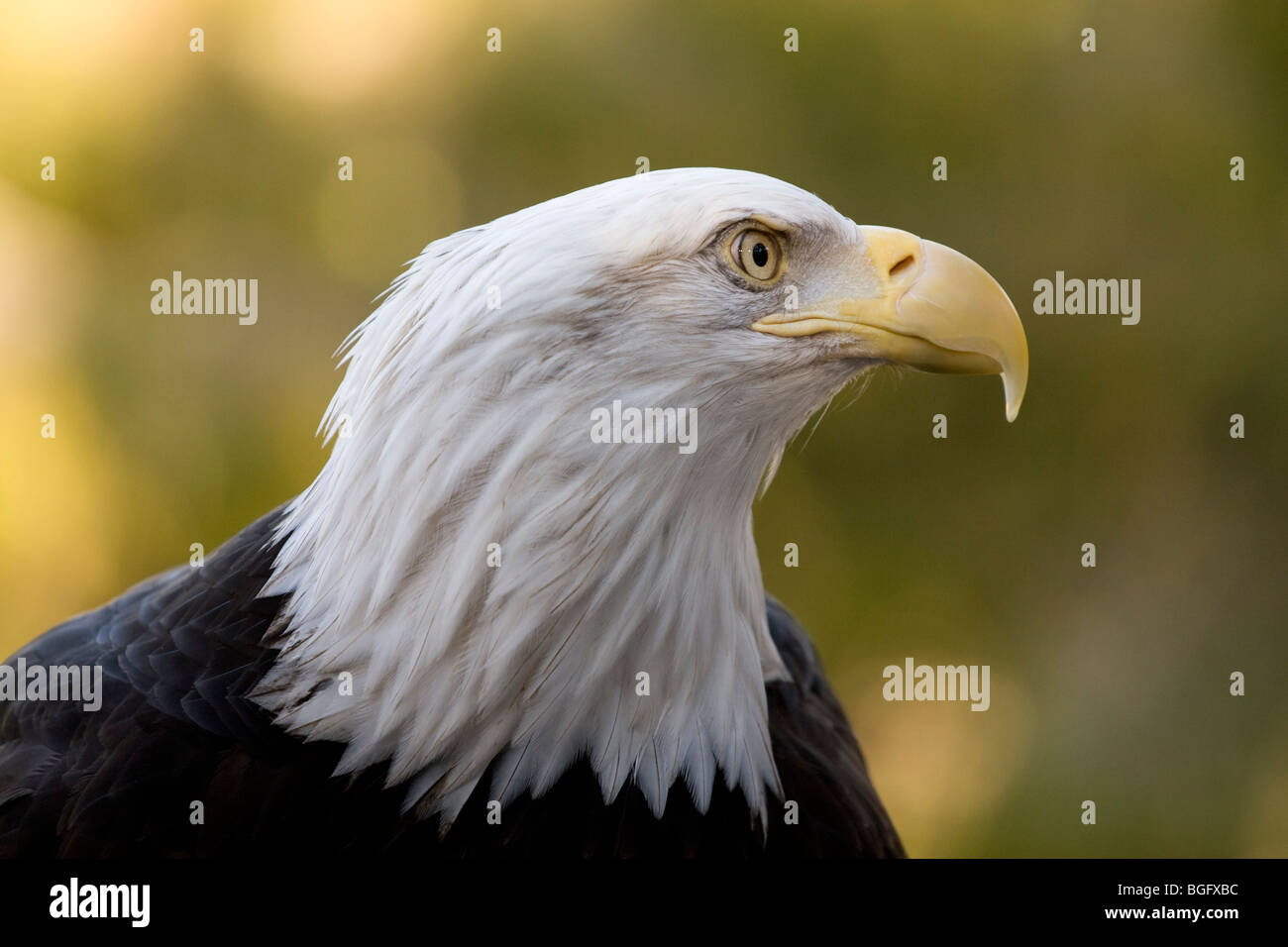 Aquila calva in profilo prese a San Francisco Zoo Foto Stock